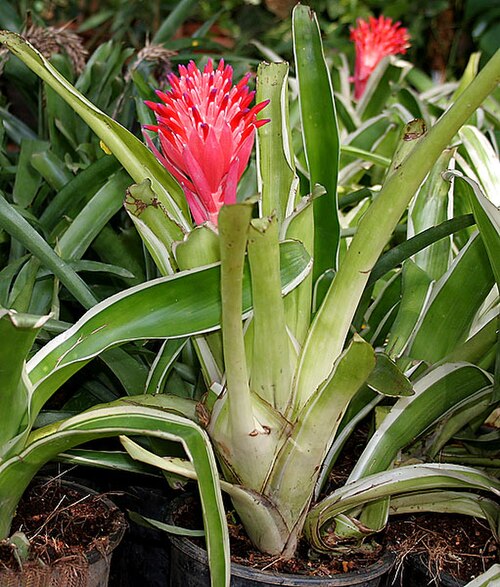 Foolproofplant: Foolproof Plant, Flaming Torch or Summer Torch Billbergia pyramidalis in Hyderabad , India .