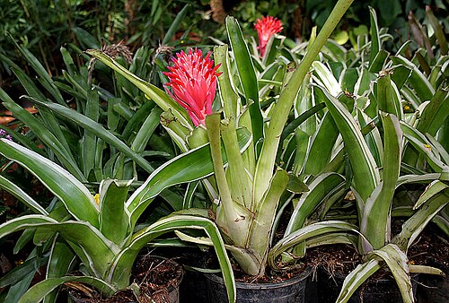 Foolproofplant: Foolproof Plant, Flaming Torch or Summer Torch Billbergia pyramidalis in Hyderabad , India .
