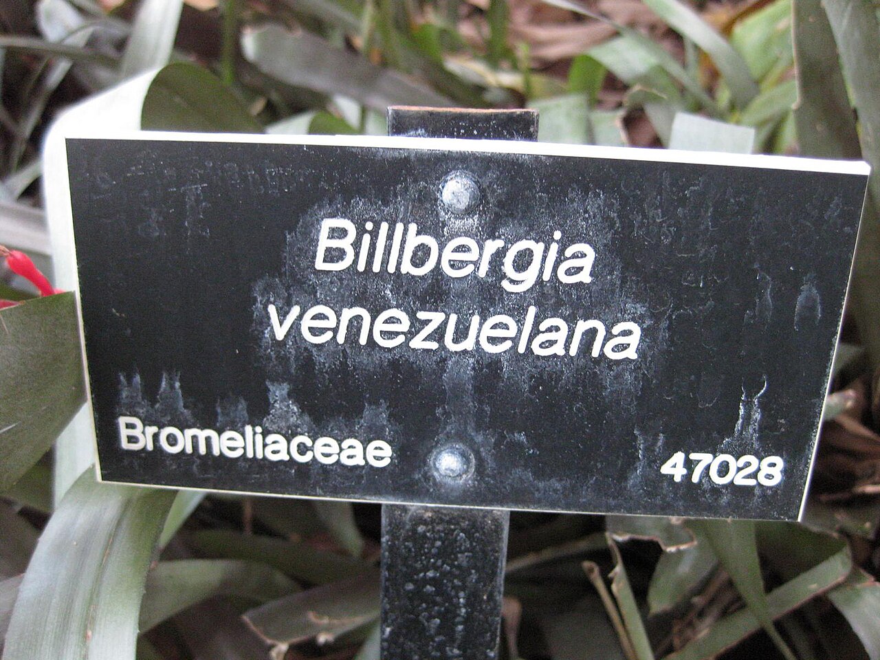 Billbergia rosea: This photo is from Gardenology.org and is available under CC-BY-SA 3.0 license. If you use it, please include attribution to Gardenology.org, with a link if the