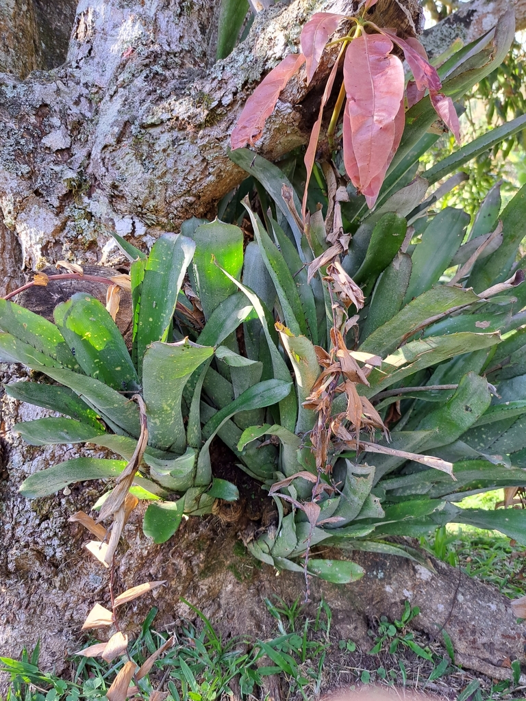 Billbergia sanderiana (Billbergia sanderiana)