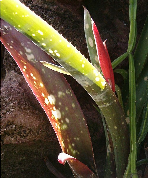 Billbergia saundersii (Billbergia saundersii)