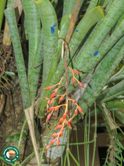 Billbergia tweedieana (Billbergia tweedieana)