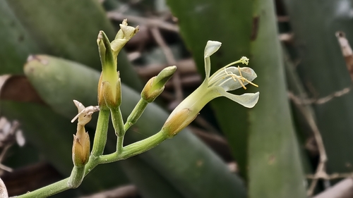 Billbergia tweedieana (Billbergia tweedieana)
