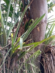 Billbergia tweedieana (Billbergia tweedieana)