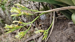 Billbergia tweedieana (Billbergia tweedieana)