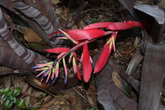 Billbergia vittata (Billbergia vittata)