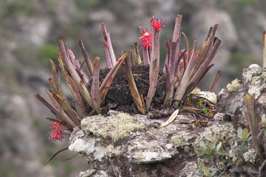 Billbergia vittata (Billbergia vittata)