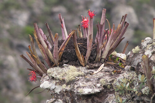Billbergia vittata (Billbergia vittata)