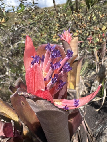 Billbergia vittata (Billbergia vittata)