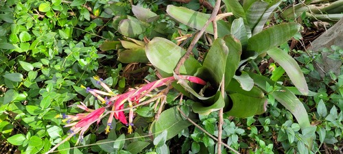 Billbergia vittata (Billbergia vittata)