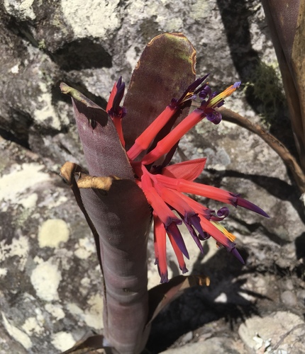 Billbergia vittata (Billbergia vittata)