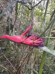 Billbergia vittata (Billbergia vittata)
