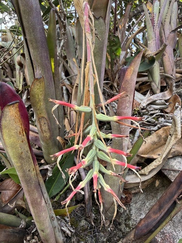 Billbergia vittata (Billbergia vittata)