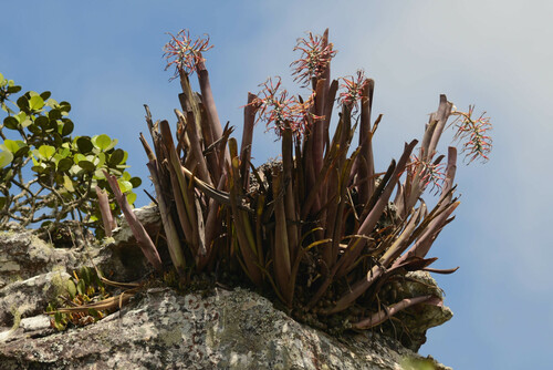 Billbergia vittata (Billbergia vittata)