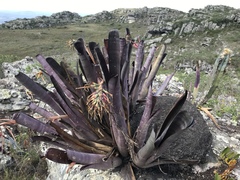 Billbergia vittata (Billbergia vittata)