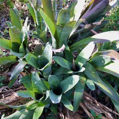 Billbergia vittata (Billbergia vittata)