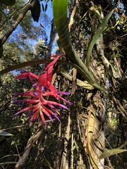 Billbergia vittata (Billbergia vittata)