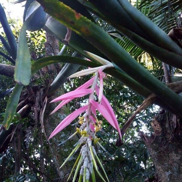 Billbergia zebrina (Billbergia zebrina)