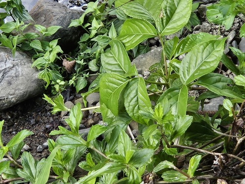Javanese bishopwood (Bischofia javanica)
