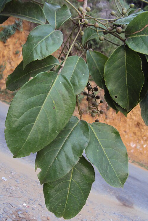 Javanese bishopwood: Bischofia javanica