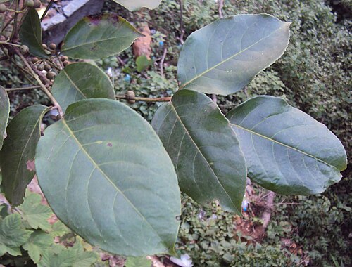 Javanese bishopwood: Bischofia javanica