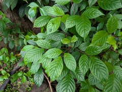 Javanese bishopwood (Bischofia javanica)