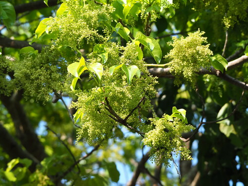 Javanese bishopwood (Bischofia javanica)
