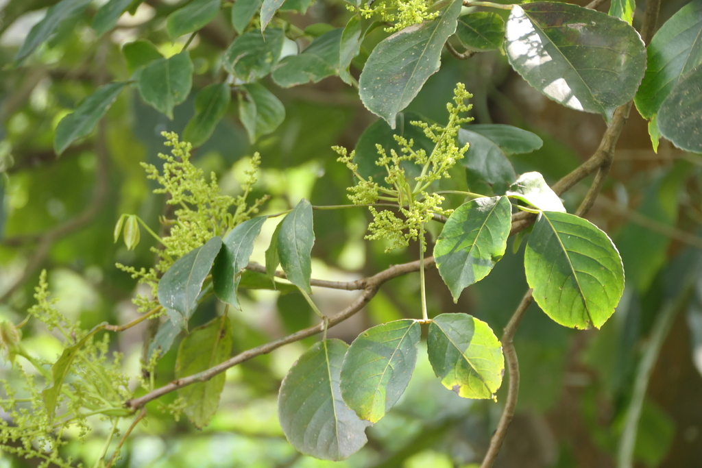 Javanese bishopwood (Bischofia javanica)