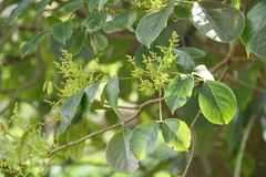 Javanese bishopwood (Bischofia javanica)