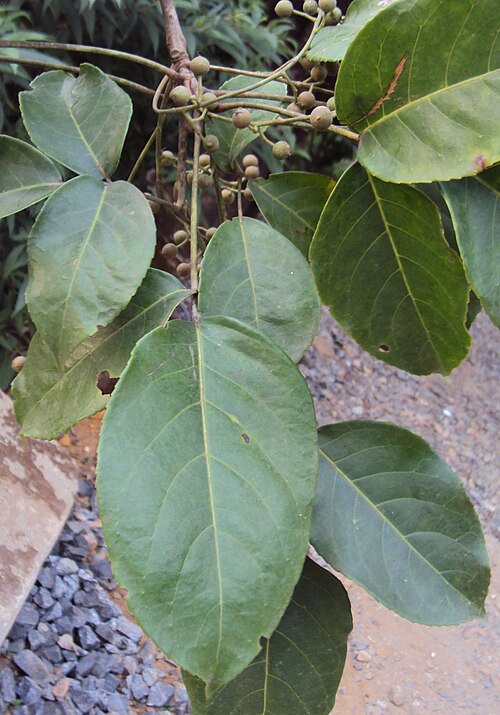 Javanese bishopwood: Bischofia javanica