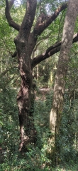 Javanese bishopwood (Bischofia javanica)
