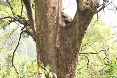 Javanese bishopwood (Bischofia javanica)