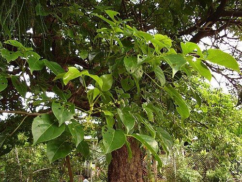 Javanese bishopwood: Flowers & leaves of Bischofia javanica (koka) in Tonga
