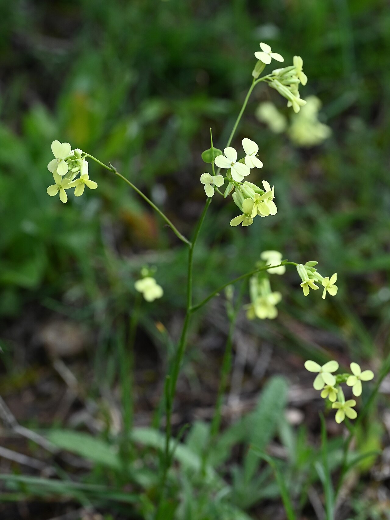 Biscutella auriculata: Biscutella auriculata SE from Antequera, Andalusia
