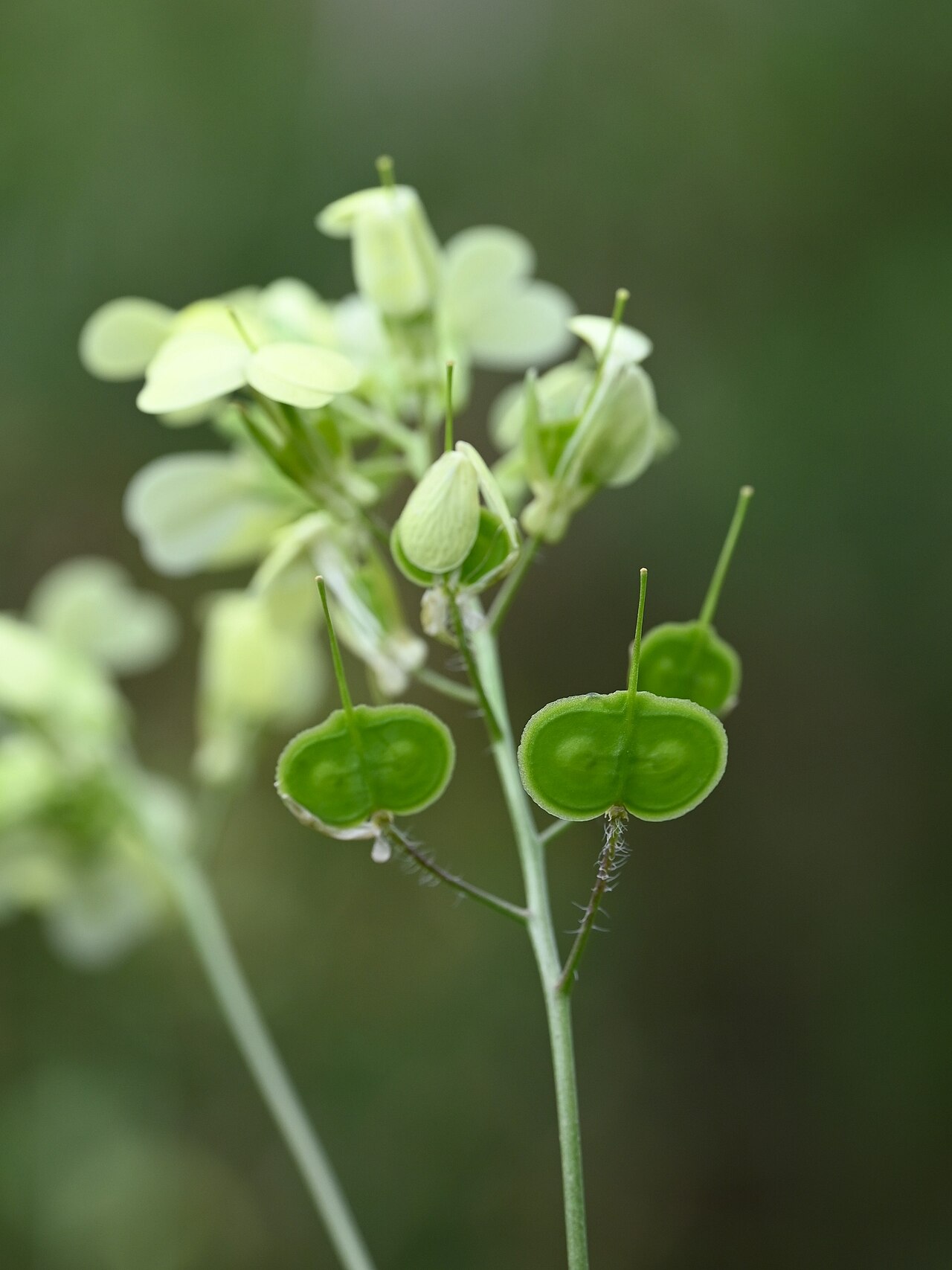 Biscutella auriculata: Biscutella auriculata SE from Antequera, Andalusia