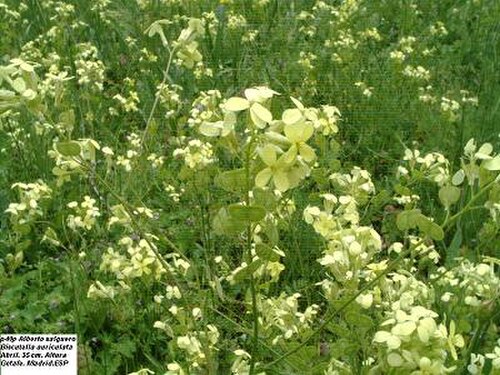 Biscutella auriculata (Biscutella auriculata)