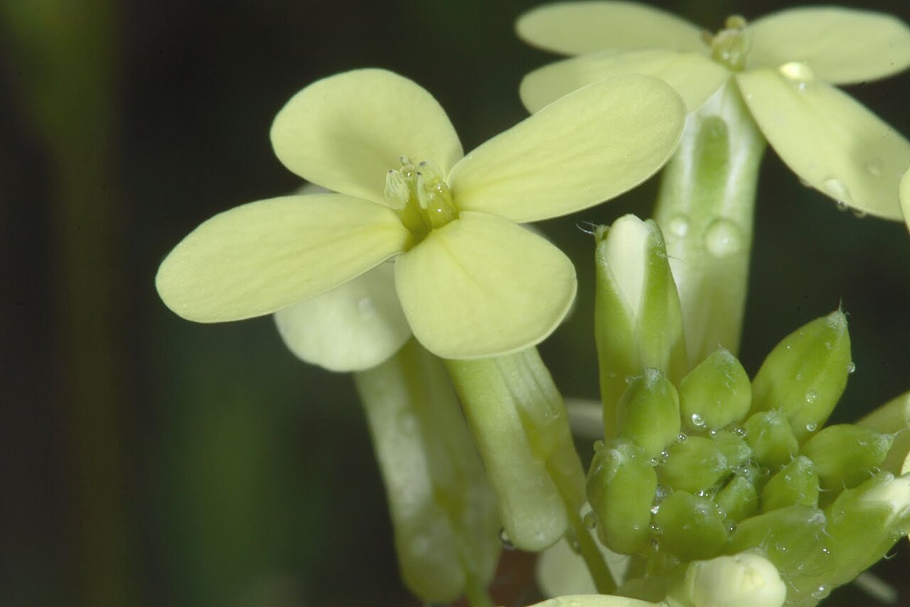 Biscutella auriculata: Parque Regional del Sureste de Madrid