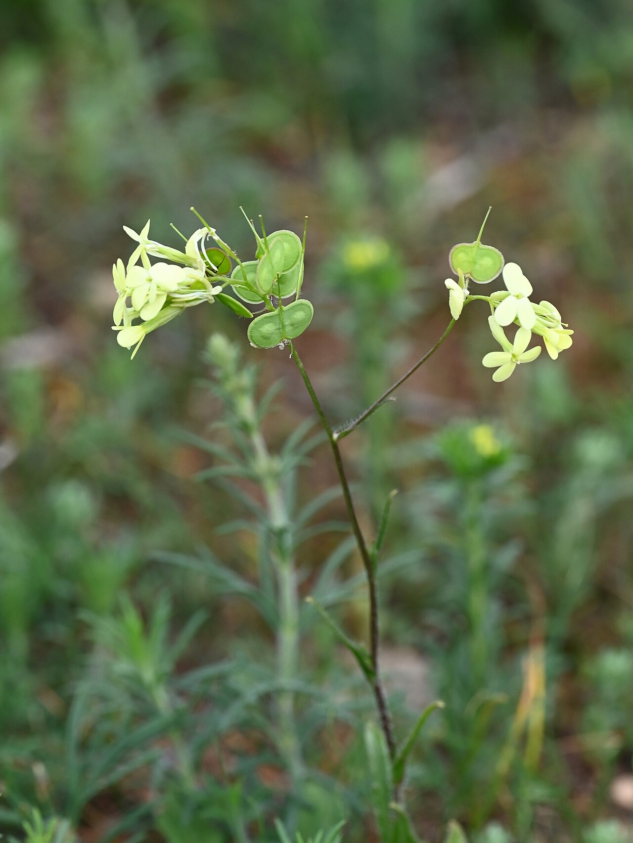 Biscutella auriculata: Biscutella auriculata SE from Antequera, Andalusia