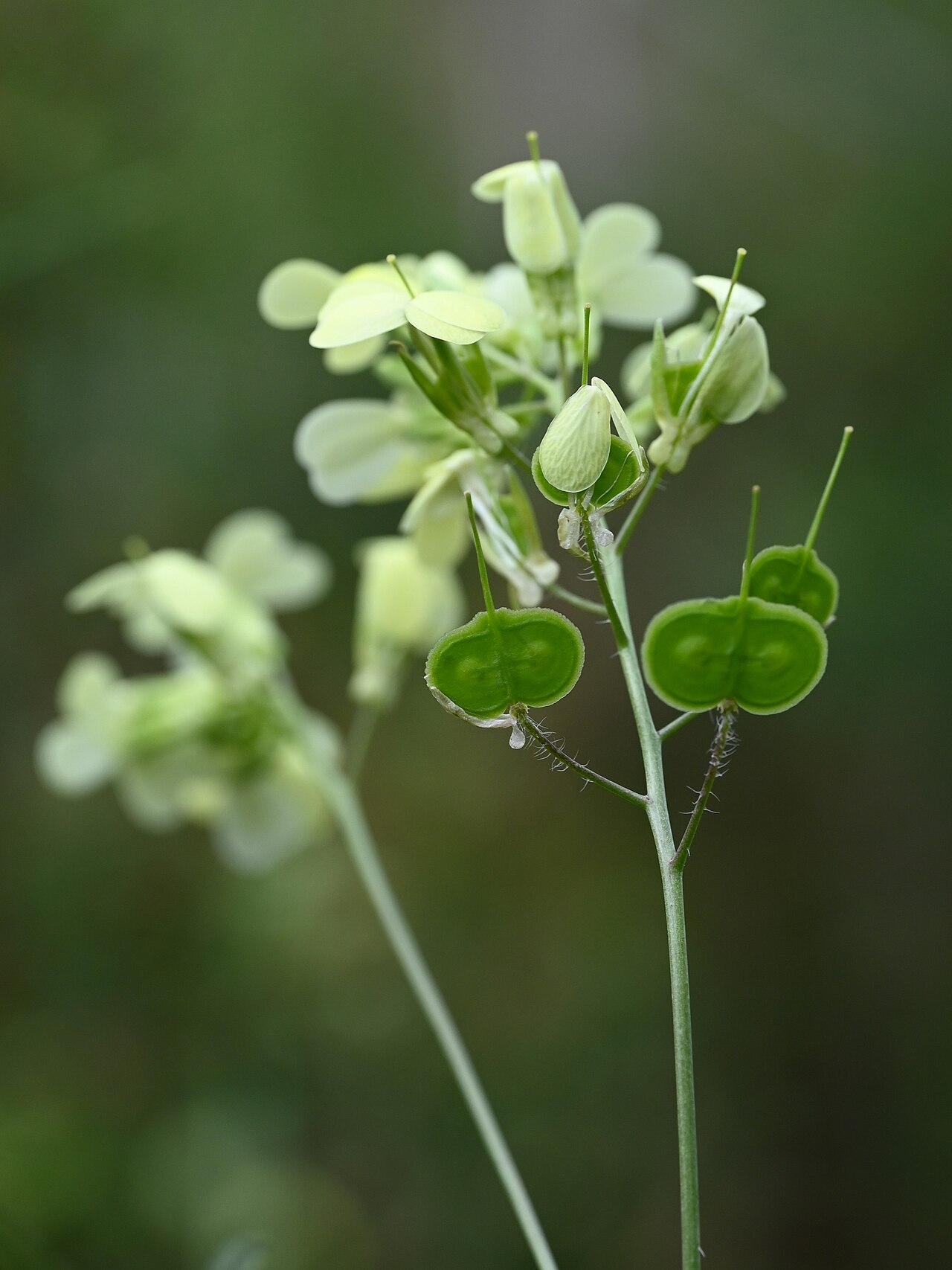 Biscutella auriculata: Biscutella auriculata SE from Antequera, Andalusia