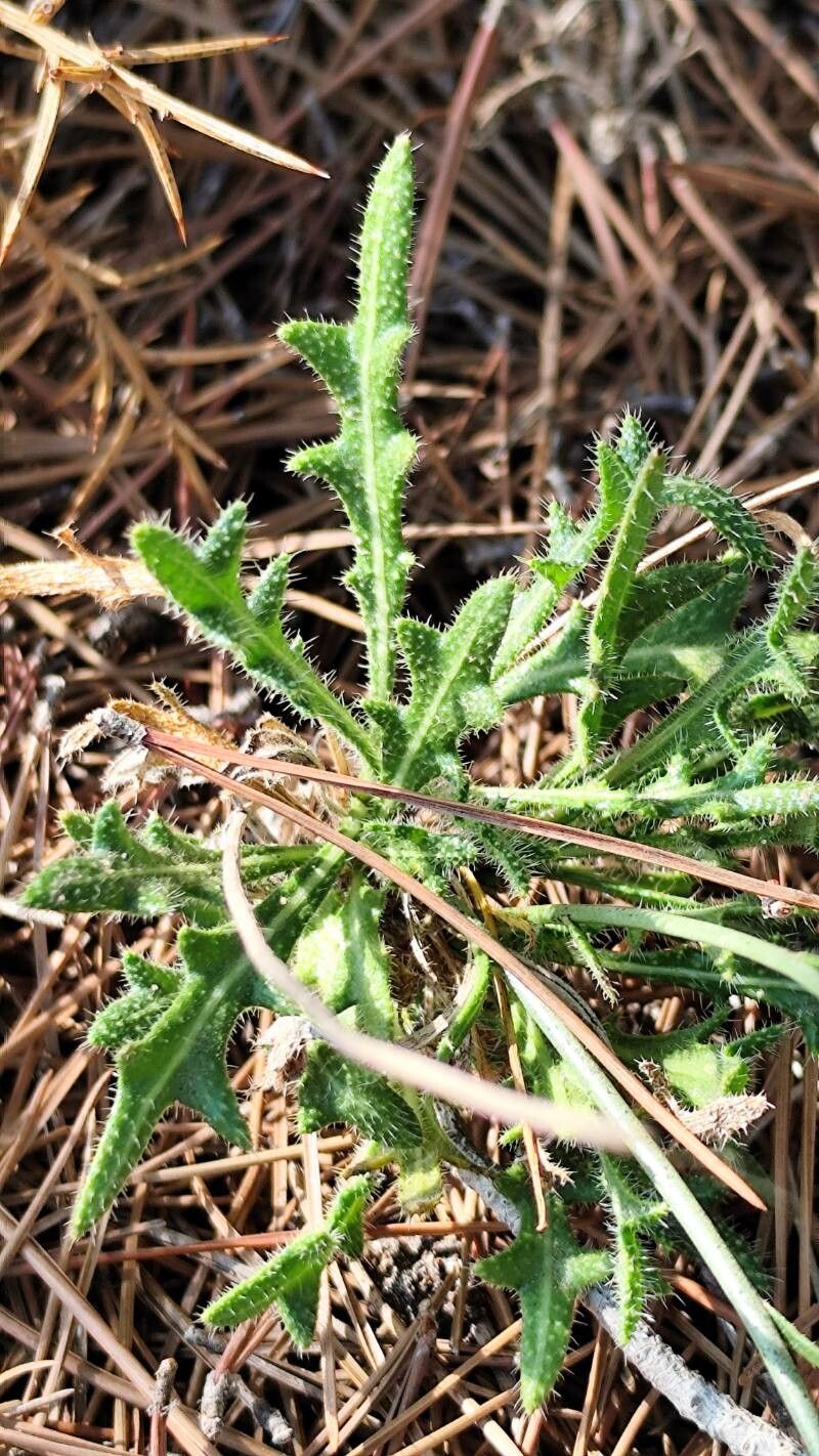 Biscutella caroli-pauana (Biscutella caroli-pauana)