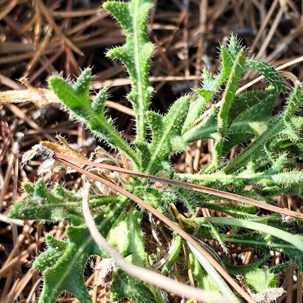 Biscutella caroli-pauana (Biscutella caroli-pauana)