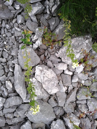 Biscutella cichoriifolia (Biscutella cichoriifolia)