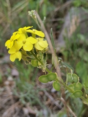 Biscutella cichoriifolia (Biscutella cichoriifolia)