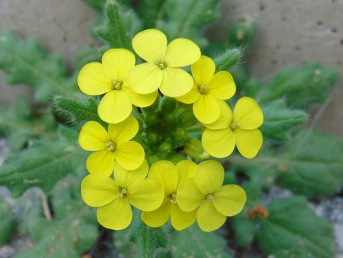 Biscutella cichoriifolia (Biscutella cichoriifolia)