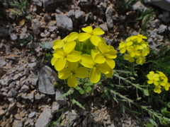 Biscutella cichoriifolia (Biscutella cichoriifolia)