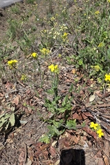 Biscutella cichoriifolia (Biscutella cichoriifolia)