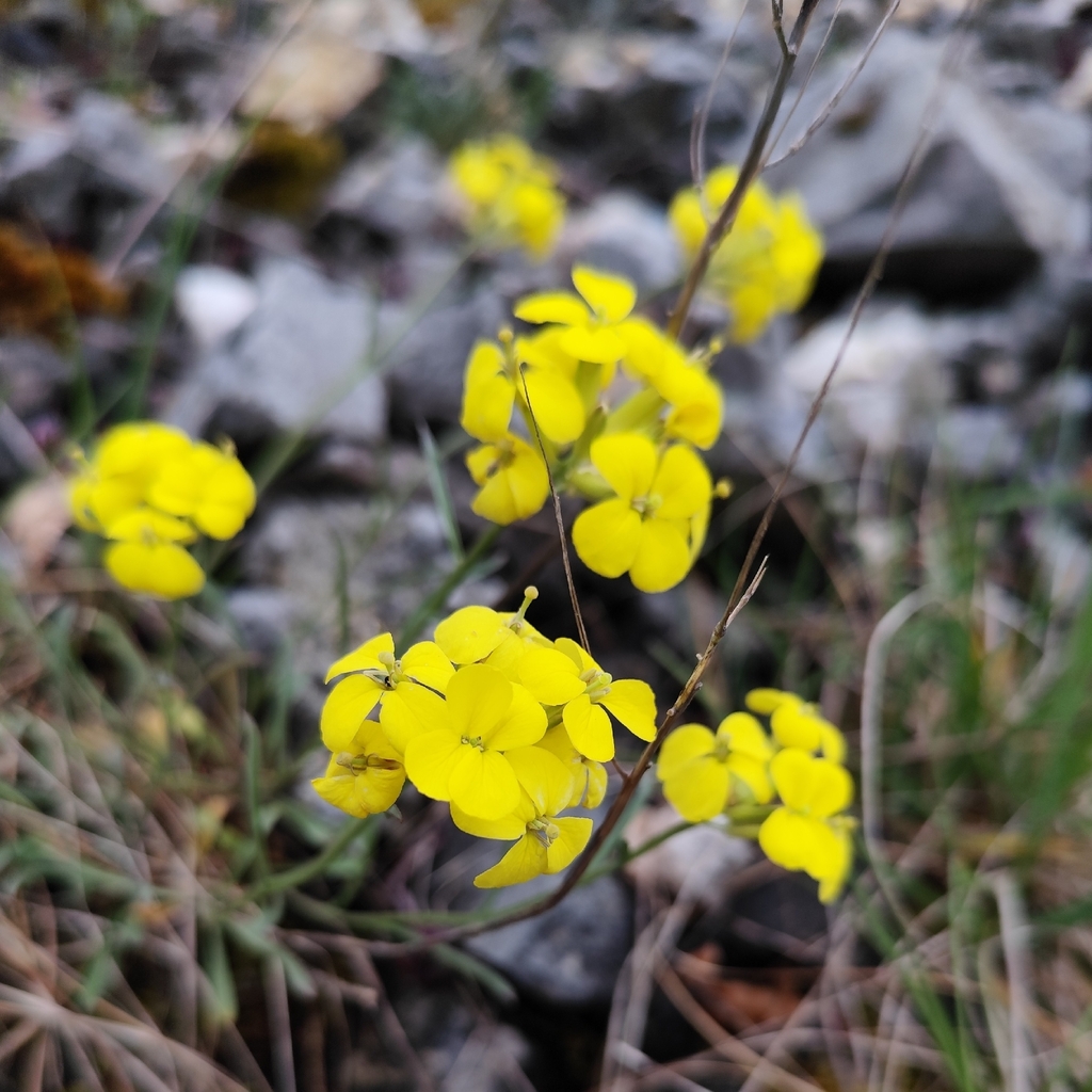 Biscutella cichoriifolia (Biscutella cichoriifolia)