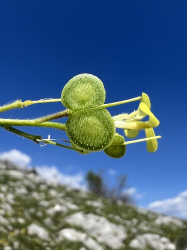 Biscutella cichoriifolia (Biscutella cichoriifolia)