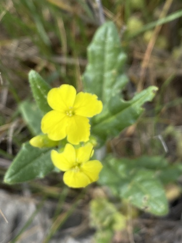 Biscutella cichoriifolia (Biscutella cichoriifolia)