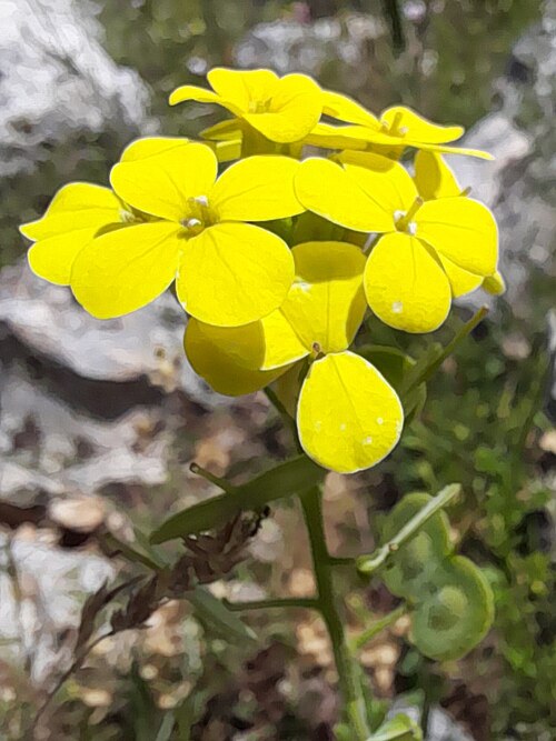 Biscutella cichoriifolia: Biscutella cichoriifolia
